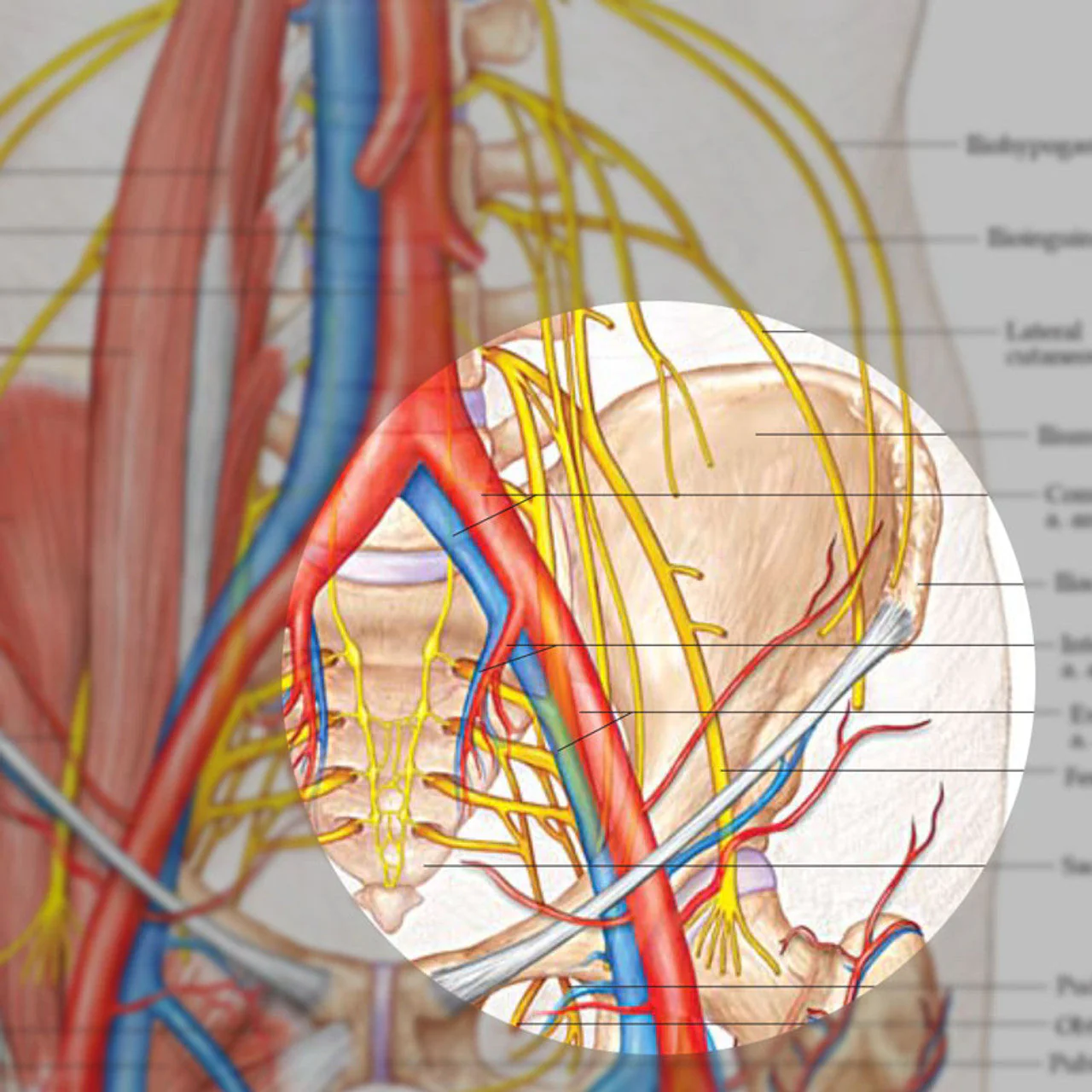 Anatomy and Injuries of the Hip (Laminated) - Image 2