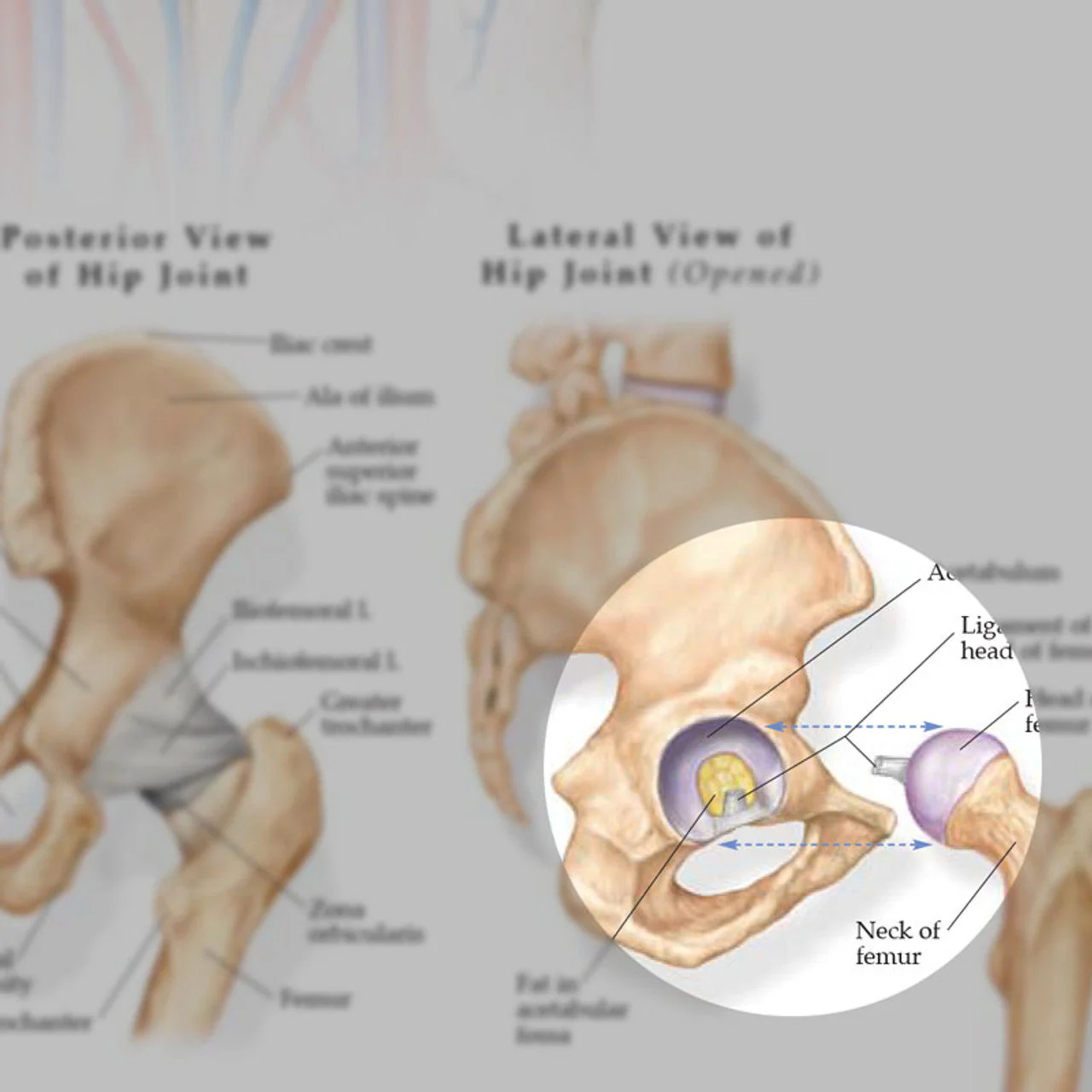 Anatomy and Injuries of the Hip (Laminated) - Image 4