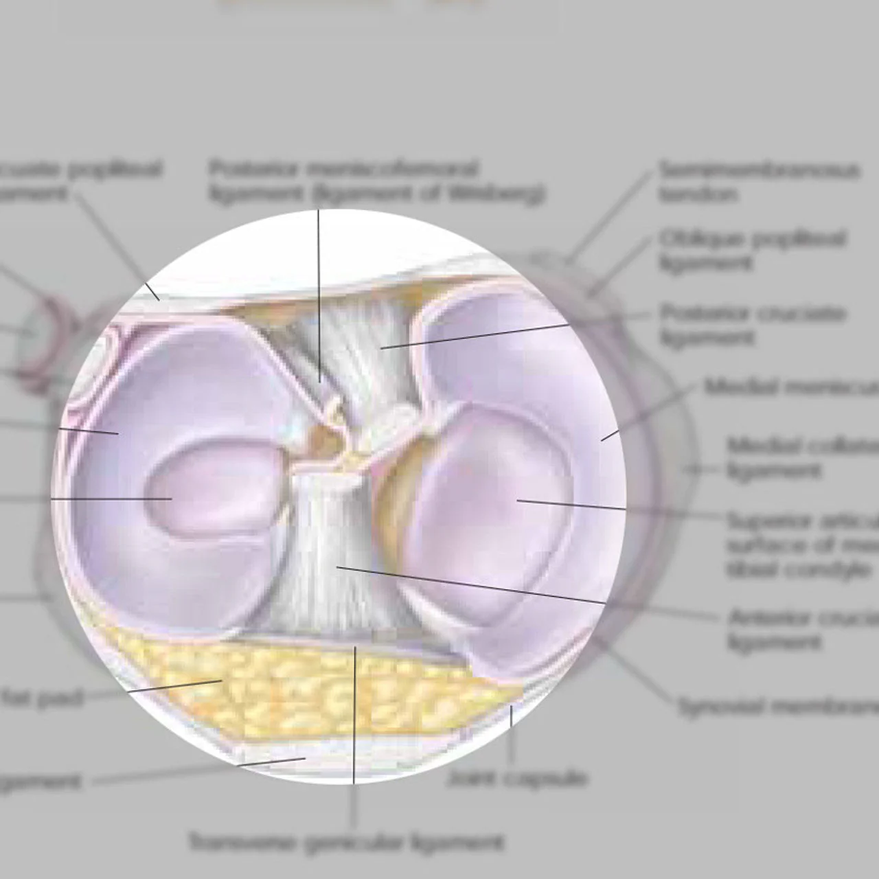 Athletic Injuries of the Knee ( Laminated) - Image 2