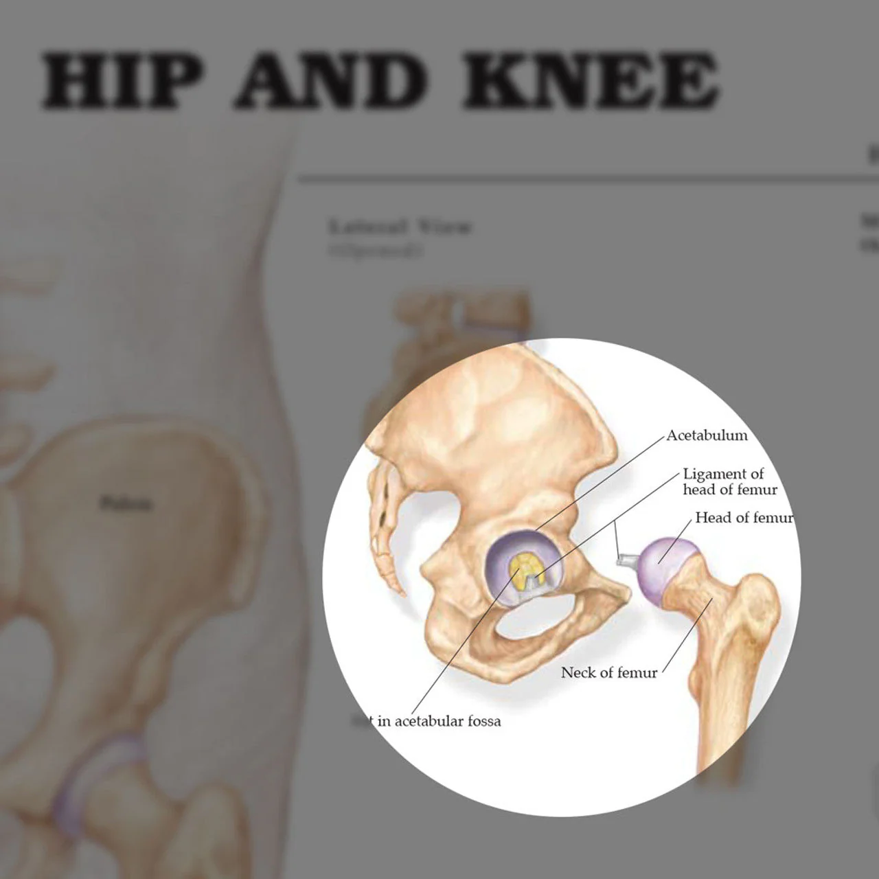 Hip & Knee ( Laminated) - Image 4