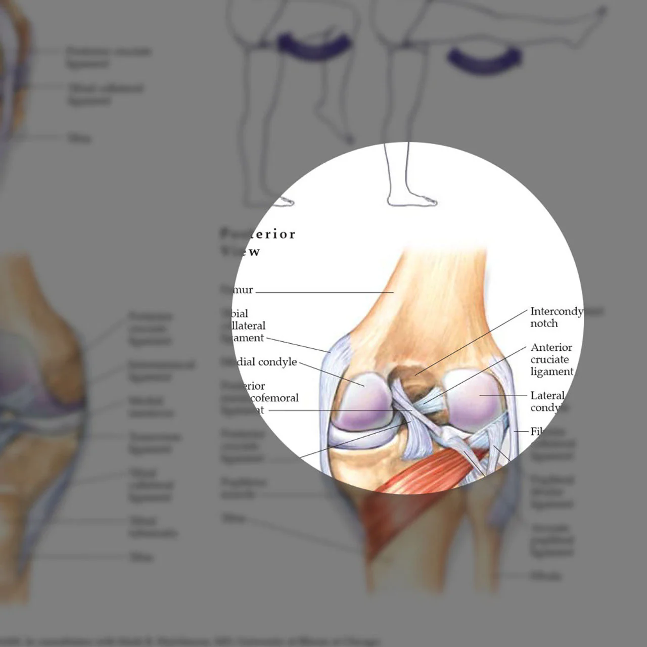 Hip & Knee ( Laminated) - Image 3