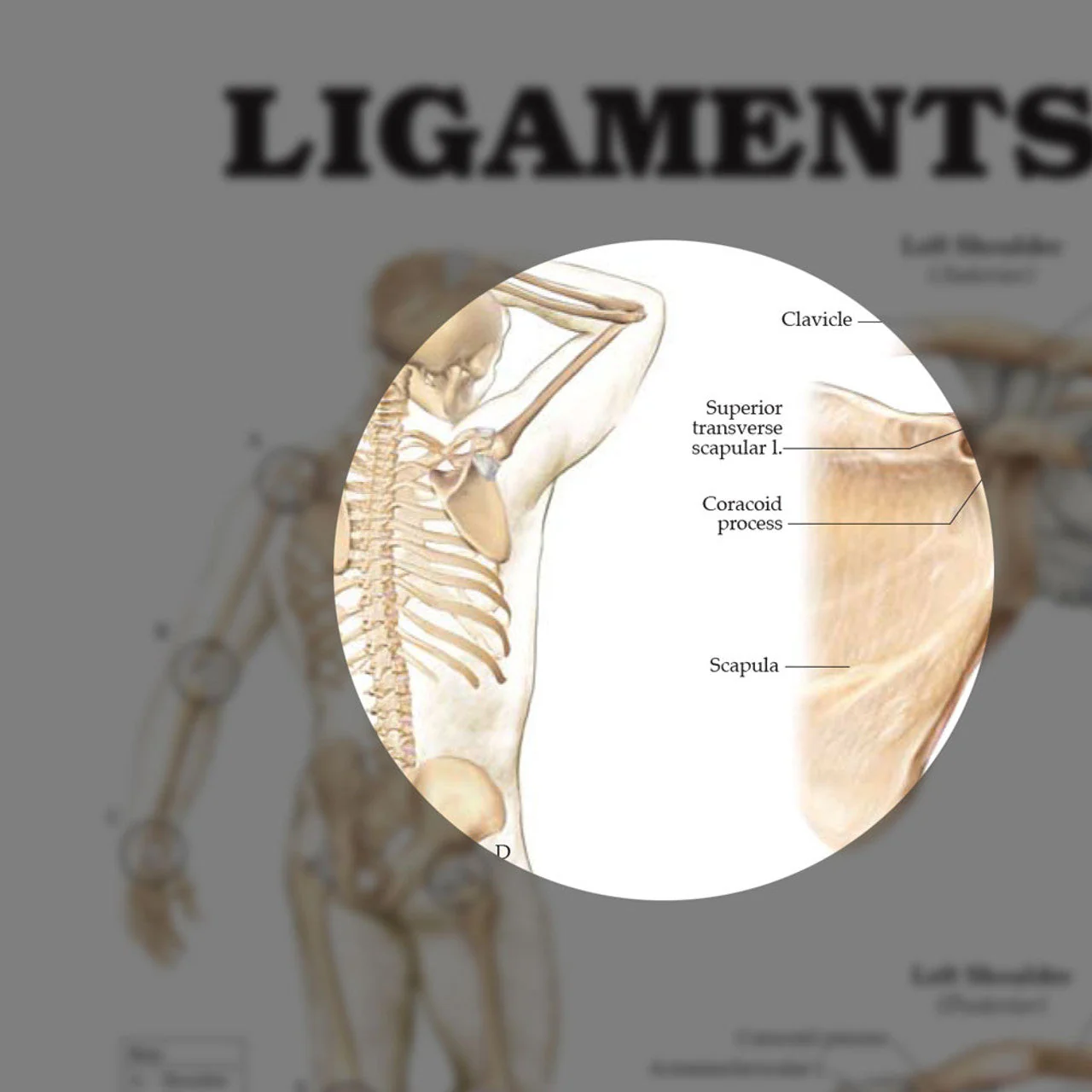 Ligaments of the Joints (Laminated) - Image 3