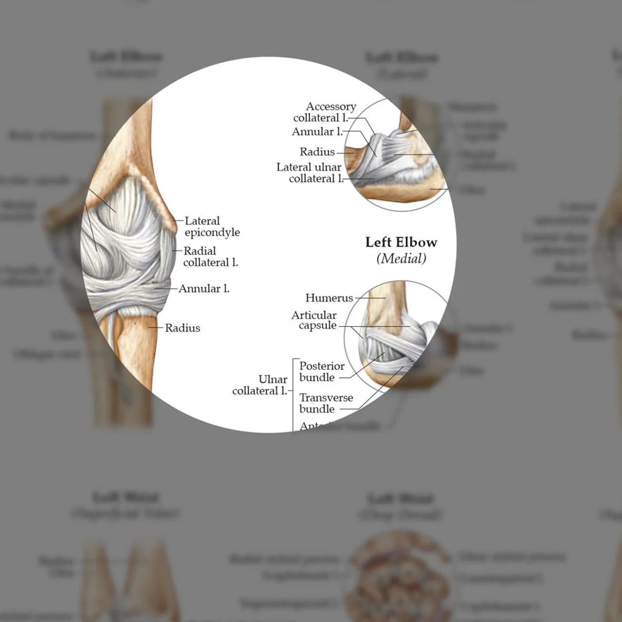 Ligaments of the Joints (Laminated) - Image 4