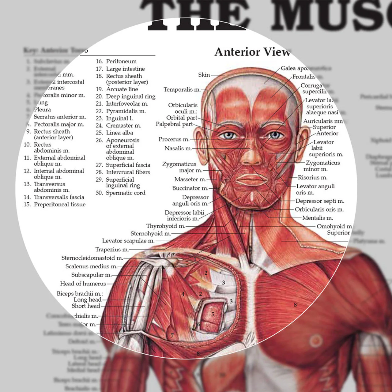 The Muscular System (Laminated) - Image 2
