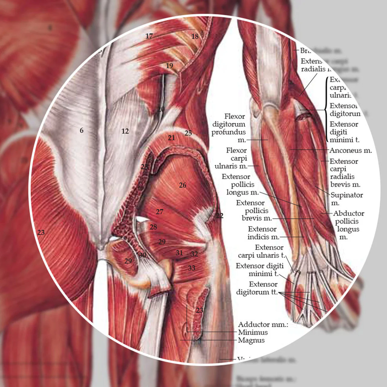 The Muscular System (Laminated) - Image 4