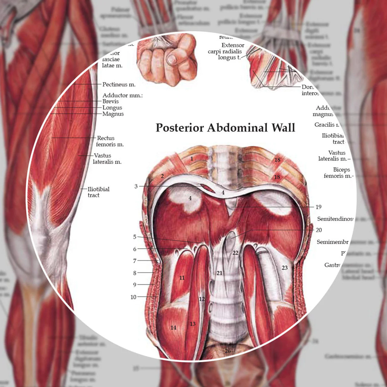 The Muscular System (Laminated) - Image 3